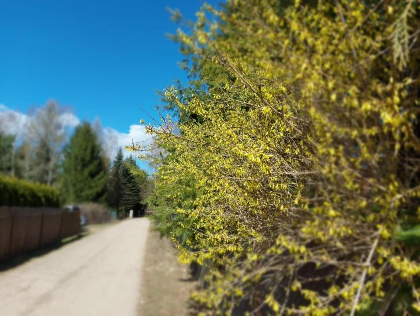 Cztery Pory Warmii Pluski Pokoje Do Wynajecia Appartement Buitenkant foto